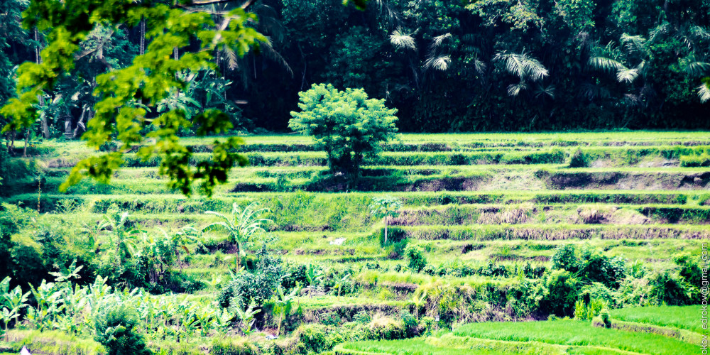 Фото Bali Rice Terraces, Бали, Индонезия - Малая Зунда