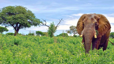 Ботсвана вводит туристический сбор