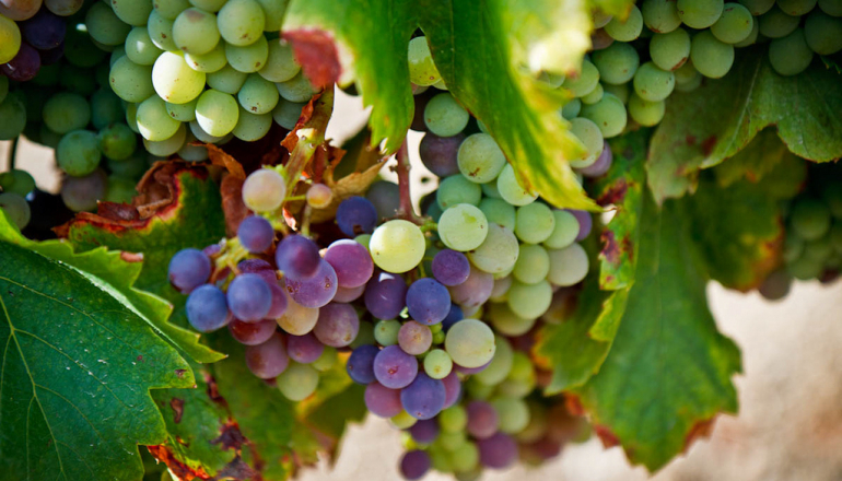 Лучшие виноградники во Франции