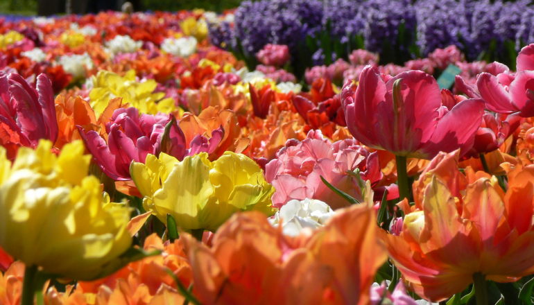 Сезон цветения тюльпанов в Нидерландах