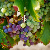 Лучшие виноградники во Франции