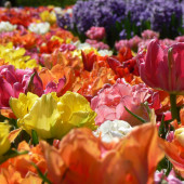 Сезон цветения тюльпанов в Нидерландах