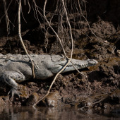 Туризм, щекочущий нервы: Коста-Рика