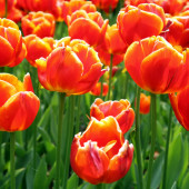 Топ 5 мест для обязательного просмотра в Нидерландах